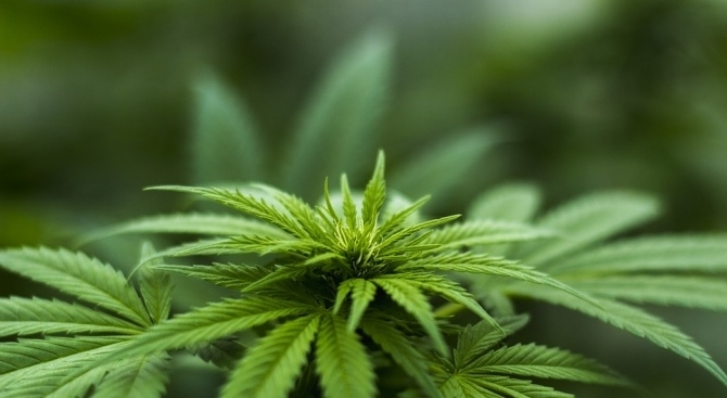 Криминалисти откриха домашна оранжерия за марихуана в къща в Русе.