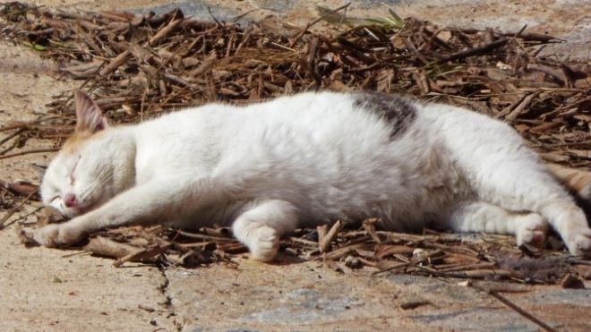 Неизвестен уби котката на баба в Монтанско издирват го съобщиха