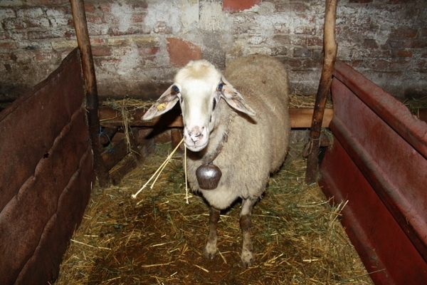 Мъж с криминално минало е откраднал две овце от двор