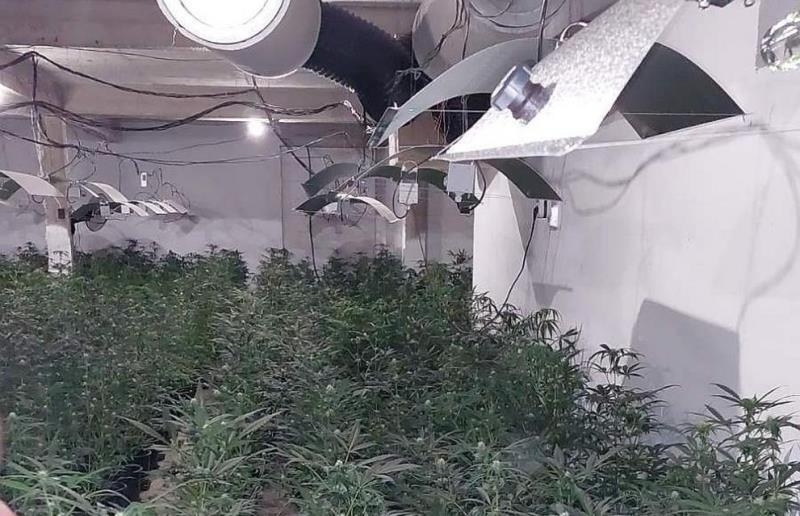 Разкрита е наркооранжерия в сграда в столичния квартал Карпузица съобщиха