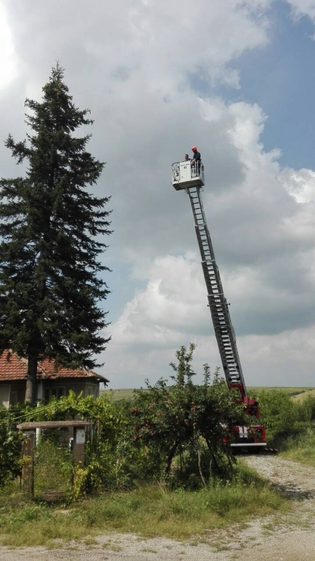Голям бор едва не се срутил върху къща в Монтанско