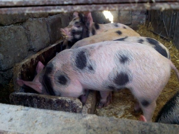 Апаш е задигнал прасетата на монтанчанин в берковското село Боровци