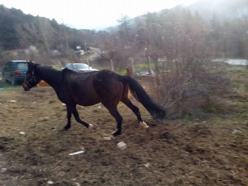Жесток побой над домашно животно е извършен във врачанското село