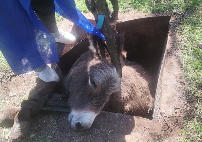 Екип на сектор Специализирани оперативни дейности от Монтана е спасил