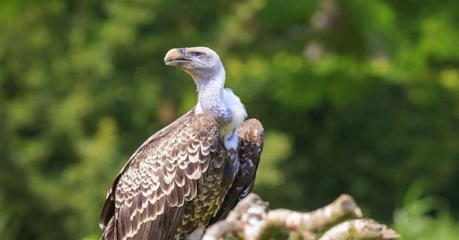 За сериозен екологичен проблем алармират природозащитници Открити са мъртви два