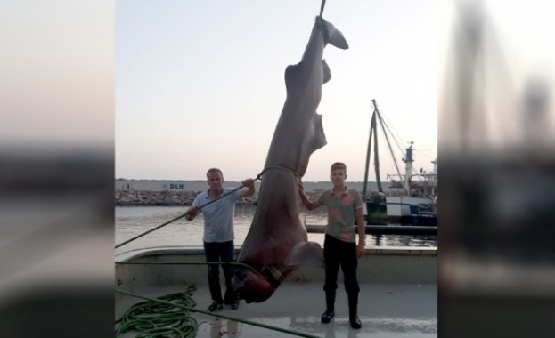Рибари в турския окръг Чанаккале уловиха петметрова акула, тежаща един