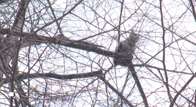 Домашна котка бедства вече четвърти ден на дърво в центъра