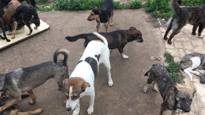 Неочаквано популярният актьор Христо Шопов посети Мездра за да може