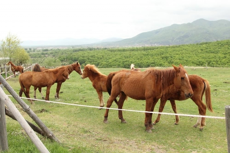 Властимащите се опитват да откраднат 30 милиона от конярите