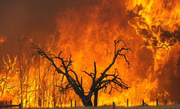 Два австралийски щата обявиха извънредно положение заради пожари които доведоха