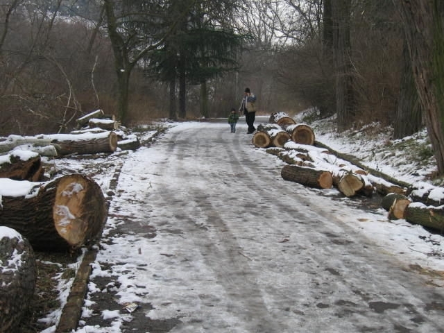 Екипите на Изпълнителната агенция по горите ИАГ и Регионалните дирекции