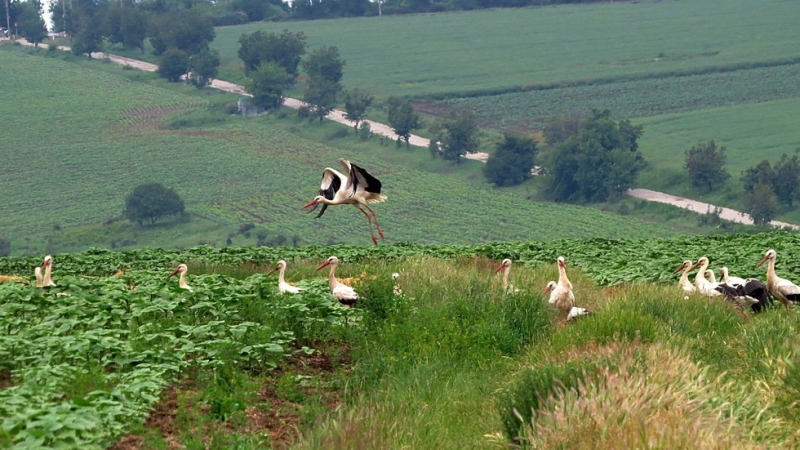 Масовата миграция на щъркели стана причина за това 10 села