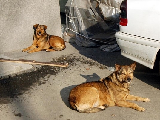 Над 20 кучета и котки бяха намерени натровени в благоевградските