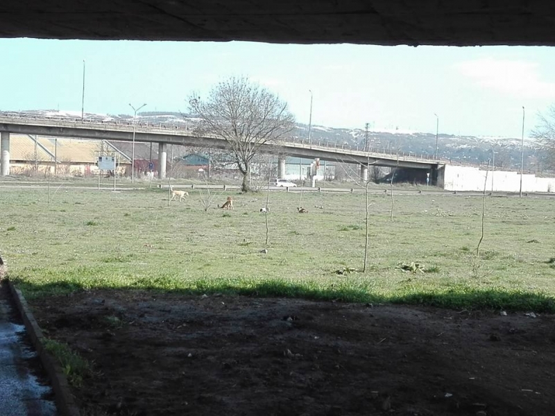 Ломчани пропищяха от глутница агресивни кучета научи BulNews bg Хората