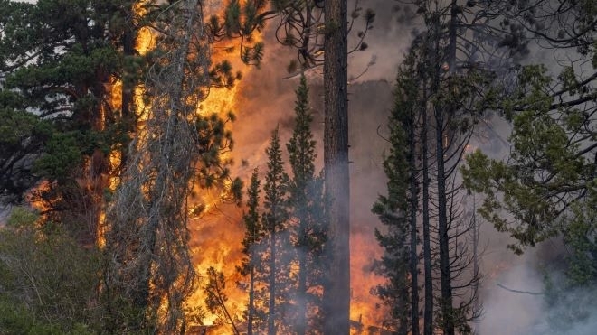 Пожар унищожи 50 декара борова гора в Монтанско съобщиха от