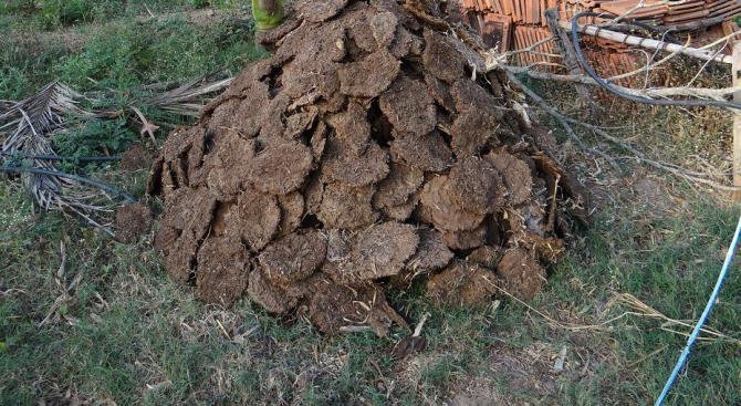 Индийка ухапана от опасна змия била затрупана с кравешка тор