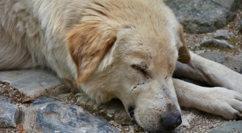 Селянин застреля куче на площад във Врачанско, съобщиха от областната