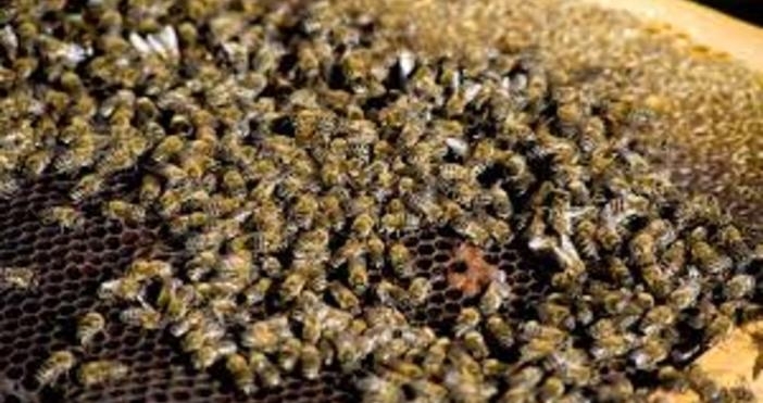 Повече от 2 милиона пчели бяха отвлечени от натрапници в