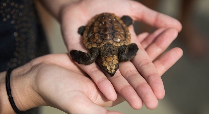 ри досъдебни производства за държане и придобиване на костенурки са
