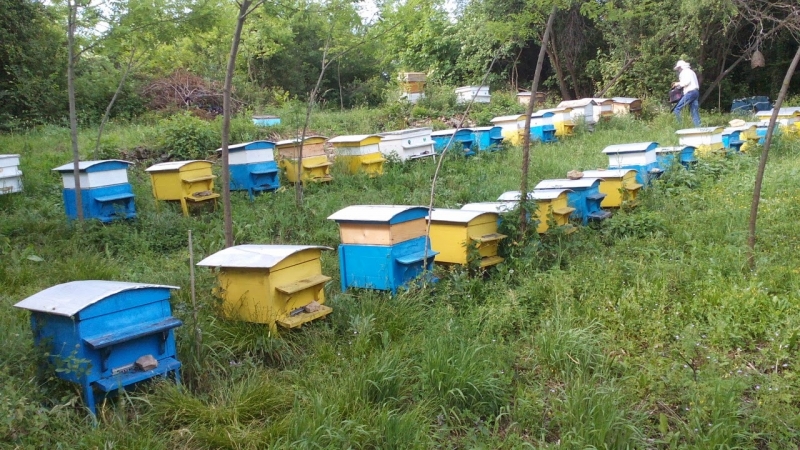 Полицията разследва кражба на пчелни кошери от имот във Врачанско