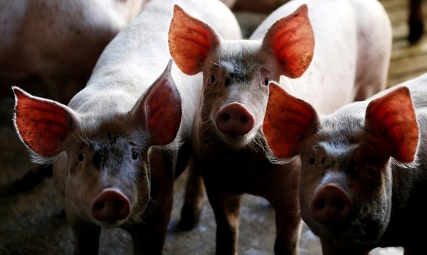 22 годишна жена бе задържана от полицията в Свиленград за солидна