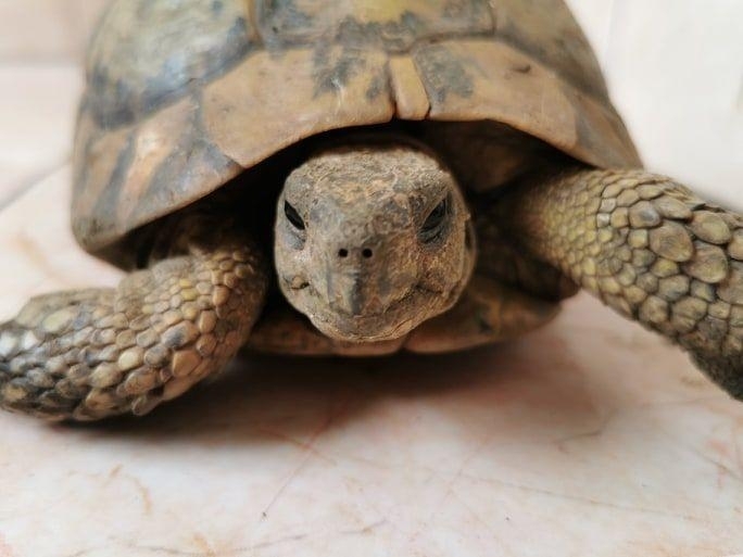 РИОСВ Враца спаси костенурки останали без стопанка след като жената която