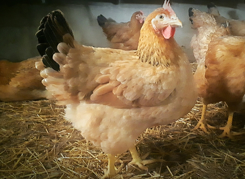 Полицията залови сериен крадец задигал наред домашни птици в Монтанско