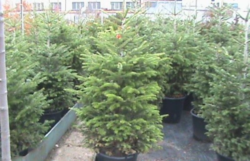 В началото на следващата седмица Министерството на земеделието започва традиционната