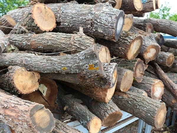 Намериха крадени дърва в два имота в Димово, съобщиха от
