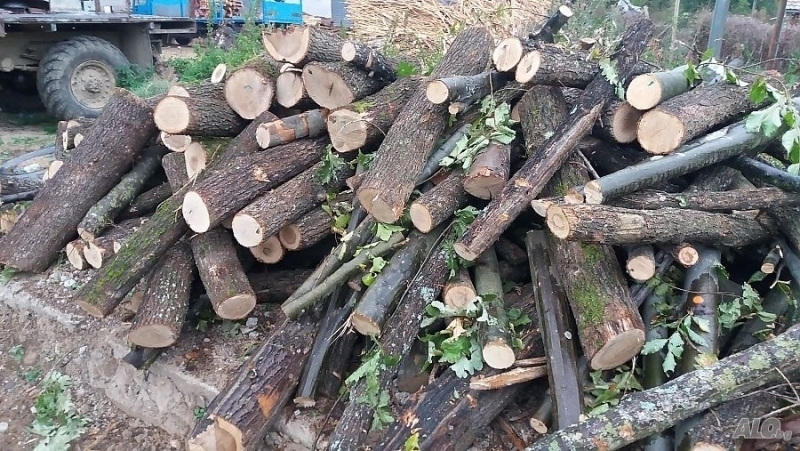 Полицаи намерили и иззели нередовна дървесина в белослатинско село съобщиха