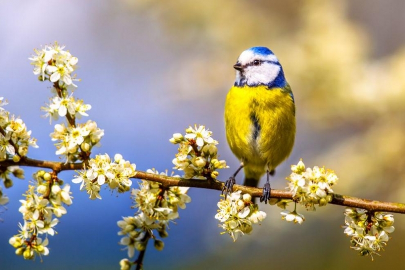 Днес ще бъде предимно слънчево След обяд в Западна България