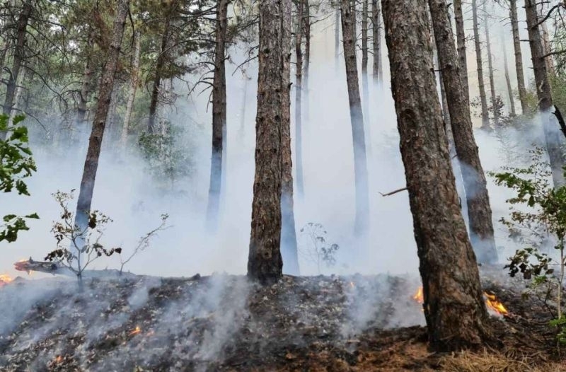 МВР разкрива нова телефонна линия на която могат да бъдат
