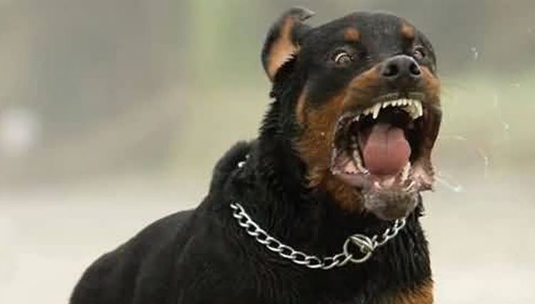 Появата на ротвайлер без стопанин и намордник в училищен двор