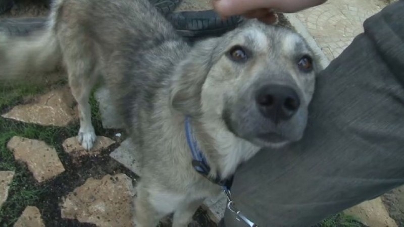 Природозащитници отнеха кучето от мъж който беше заснет да го