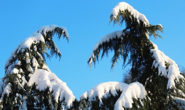 Годината започна с топло и слънчево време Така ще остане