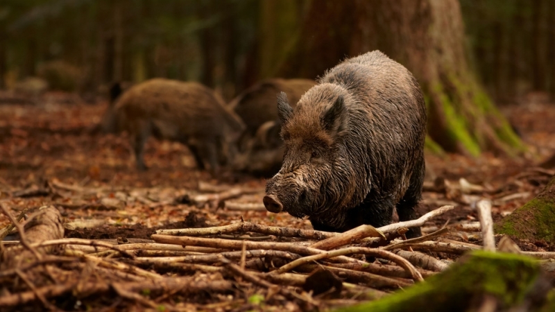 Удължиха срока за ловуване на дивата свиня. С промените парламентът