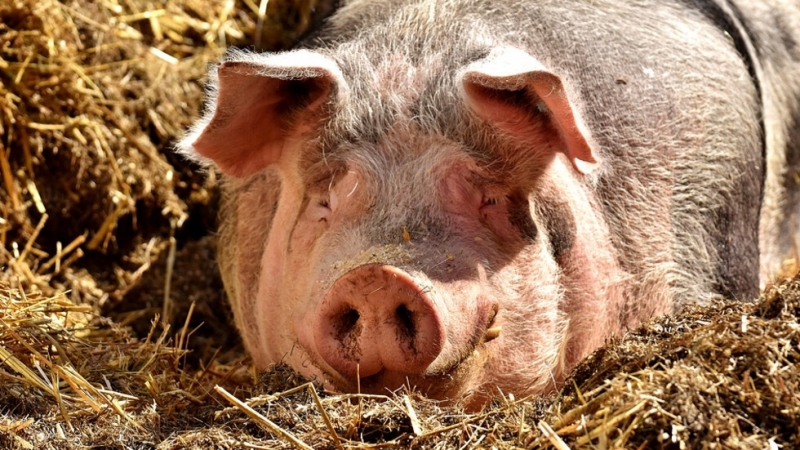 Държавен фонд Земеделие преустановява физическите проверки на място в свиневъдните