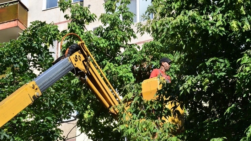 Бялата американска пеперуда превзема Видин съобщават от общината Дърветата по