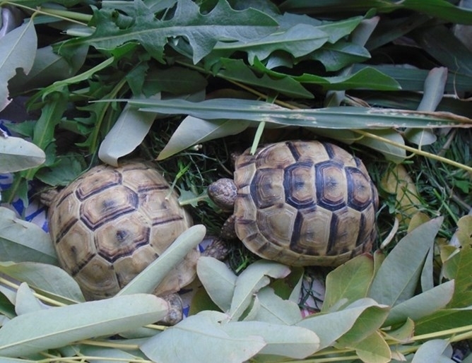 Две сухоземни костенурки са задържани на митнически пункт Капитан Андреево