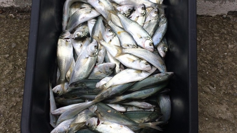 Служители на реда са спипали двама бракониери който ловили риба