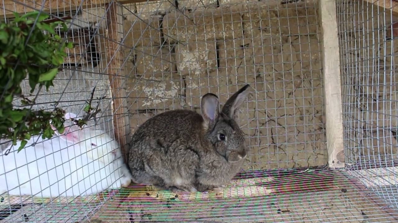 Ново европейско законодателство може да забрани на земеделските стопани да