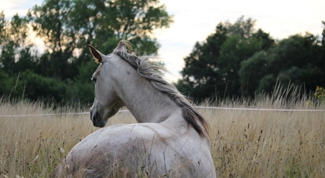 Видеоклип в който се вижда как мъж пребива уморен кон