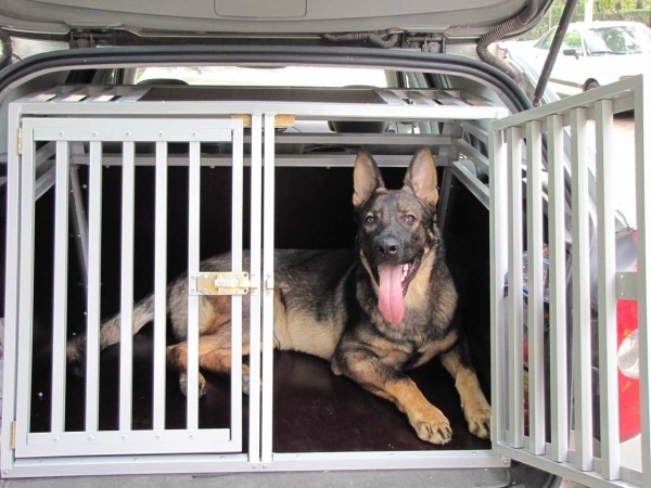 Кучето на врачанка е било пребито във Вършец съобщиха от