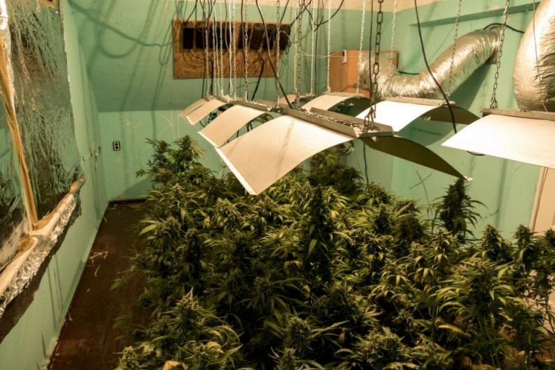 Оранжерия за производство на марихуана откри полицията в плевенското село