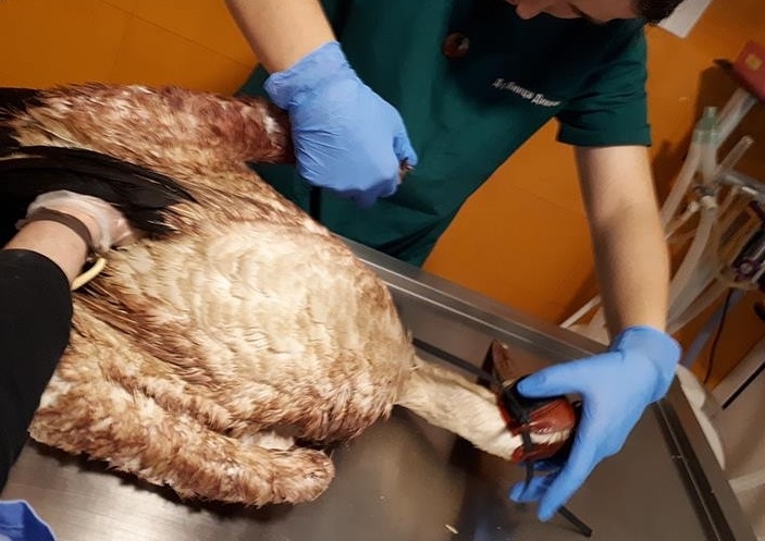 Бедстващият бял щъркел от врачанското село Ракево който бе приютен в