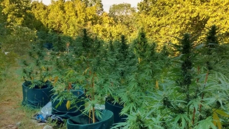 Полицаи са намерили много растения коноп в землището на врачанското