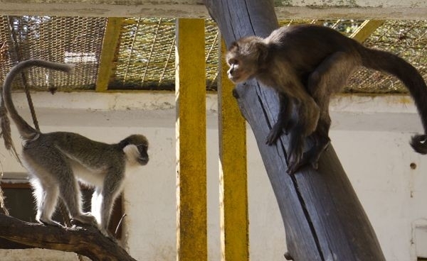 По време на великденските празници три деца са били ухапани
