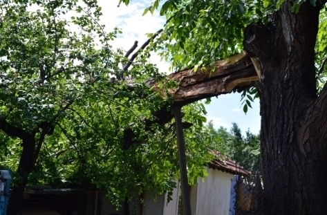 Дърво падна върху къща в Монтанско