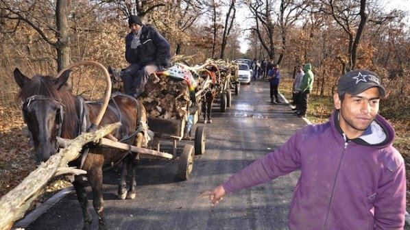 Полицаи хванаха бракоениери с дърва във Видинско съобщиха от МВР