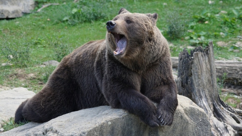 Черна мечка нахлу в къща в САЩ и разби стена,